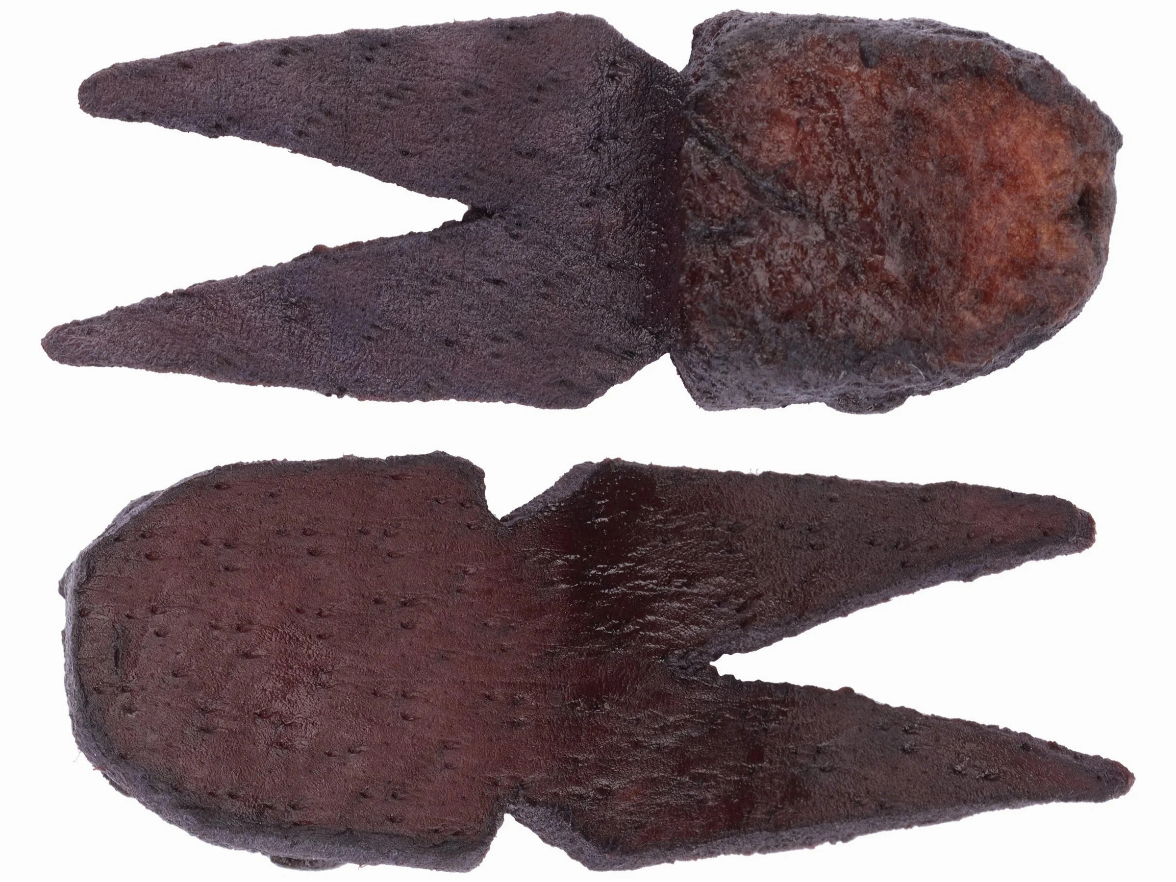 Uncle Josh Pork Frog (3 Pk)